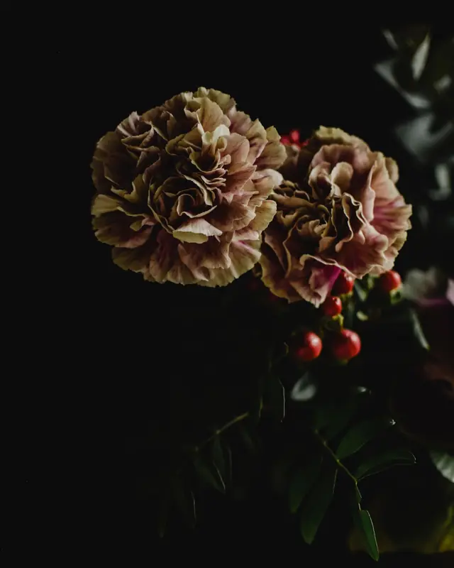 Dusky carnations against black