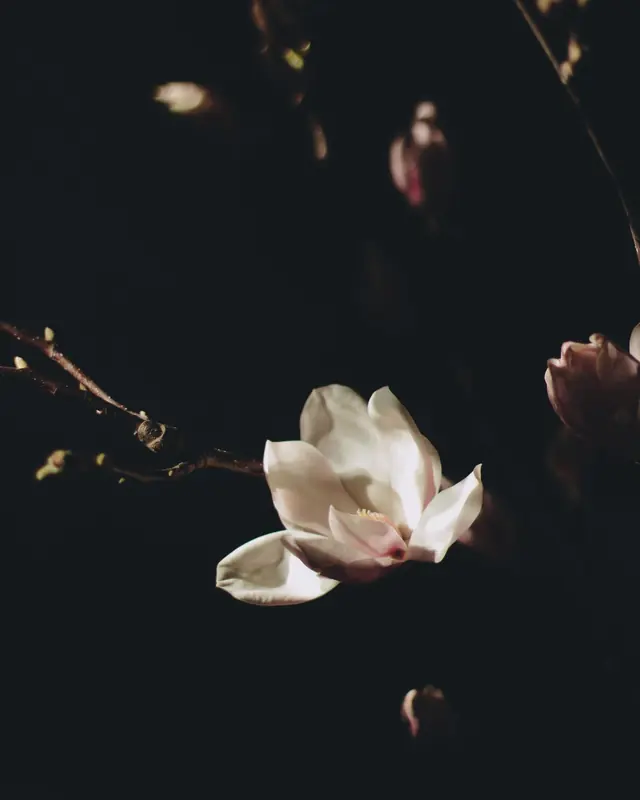 A magnolia flower on a dark branch