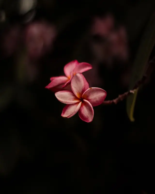 A pink plumeria flower in the dark