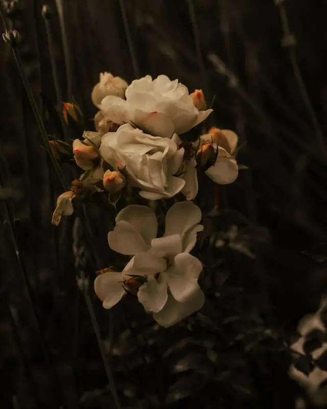 White roses among dark lavender